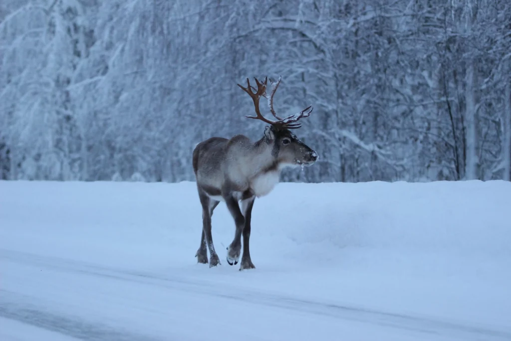 Rentier in der Winterlandschaft Lapplands Rentier in verschneiter Winterlandschaft in Lappland, Finnland